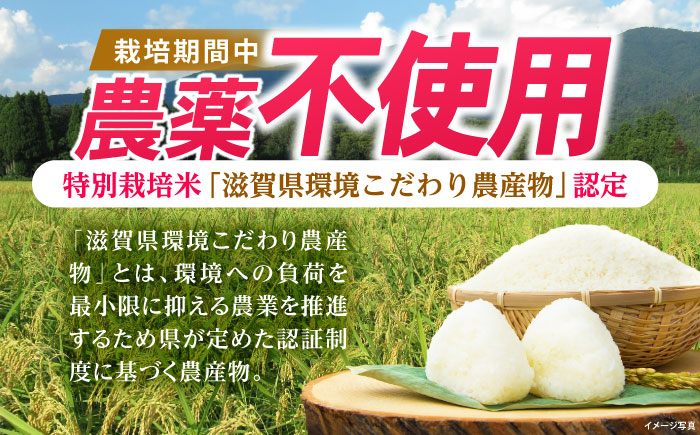 米 お米 白米  15kg 米 お米 ご飯 ごはん ゴハン