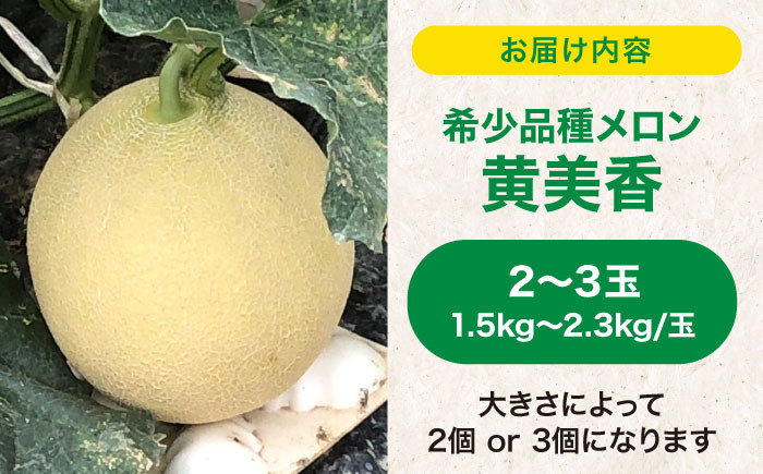 メロン 希少品種 『黄美香（きみか）』 愛媛県大洲市