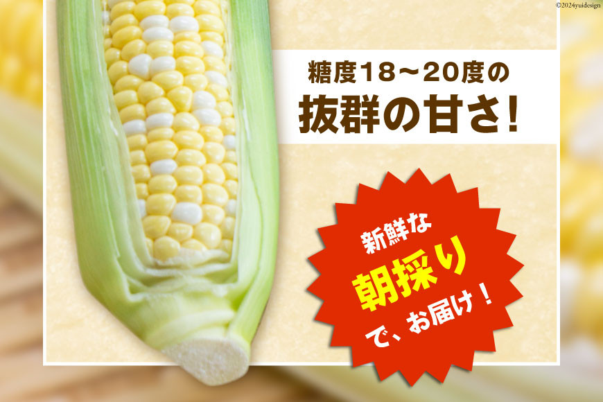 『魅惑のとうもろこし』 ドルチェドリーム × 12本 約4kg