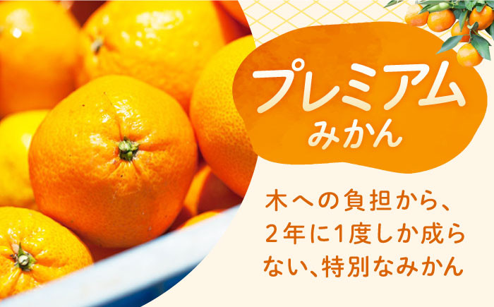 長崎県産 みかん かんきつ 柑橘 フルーツ 果物 旬 ミカン オレンジ 贈答 ギフト 贈り物 お取り寄せ プレゼント