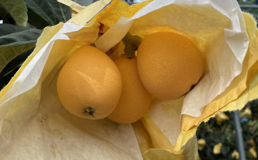 枇杷「なつたより」1kg ／ 果物 くだもの フルーツ ビワ びわ 長崎県 長崎市