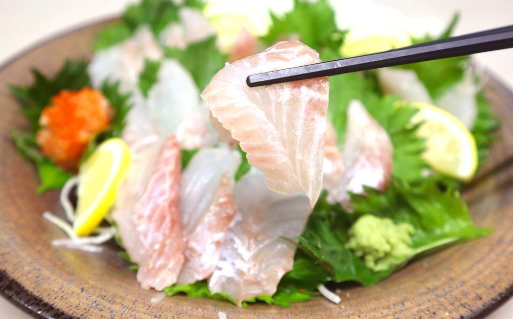 長崎の森で育てた『幻のクエ』 刺身用 5~6人前(1kg~2kg前後)/ 海鮮 魚介 刺身 クエ 鍋 高級魚 長崎県 長崎市