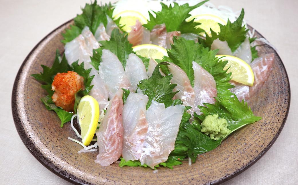 長崎の森で育てた『幻のクエ』 刺身用 5~6人前(1kg~2kg前後)/ 海鮮 魚介 刺身 クエ 鍋 高級魚 長崎県 長崎市