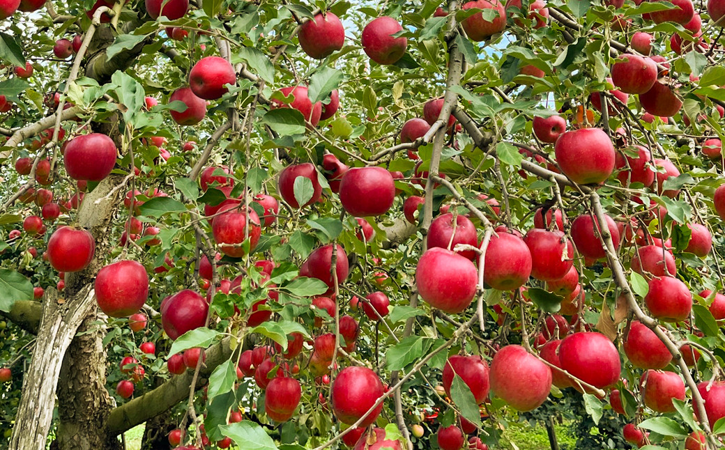 白鷹町産りんご （紅玉） 5kg