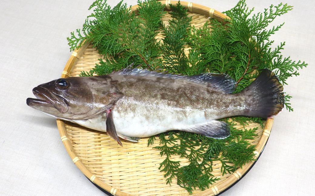 長崎の森で育てた『幻のクエ』 刺身用 5~6人前(1kg~2kg前後)/ 海鮮 魚介 刺身 クエ 鍋 高級魚 長崎県 長崎市