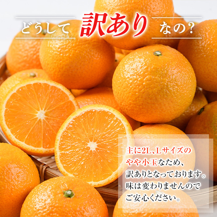 お届け内容