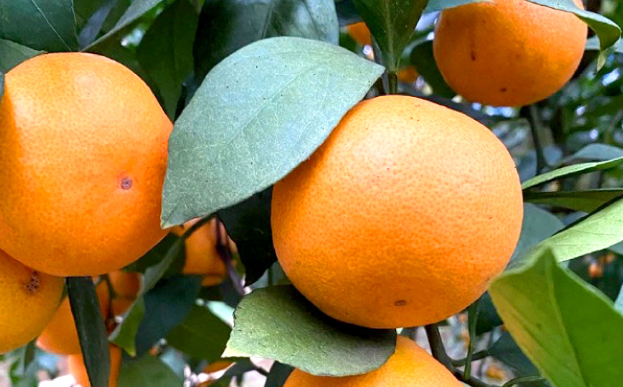 訳あり 原口 みかん 5kg みかん 傷あり ミカン