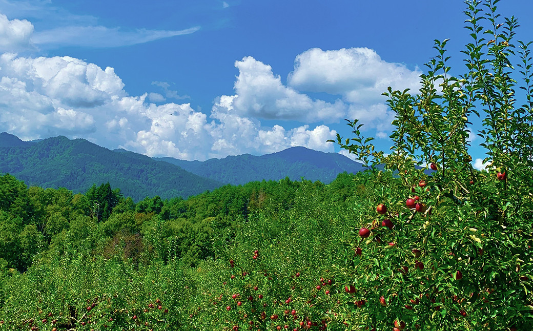 白鷹町産りんご （高徳） 3kg