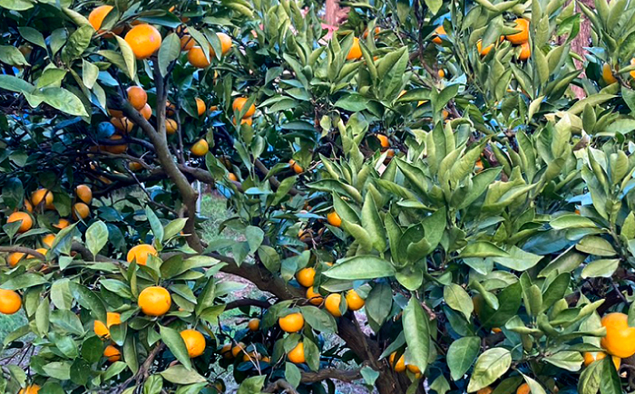 訳あり 原口 みかん 5kg みかん 傷あり ミカン