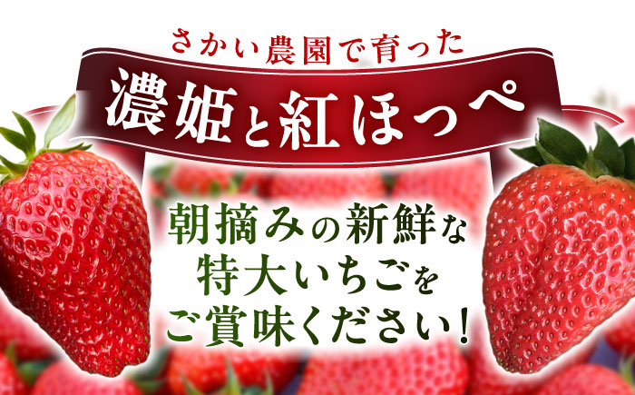 いちご イチゴ 苺 ストロベリー 果物 果実 フルーツ くだもの 岐阜県産 国産