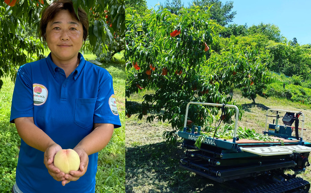 【超希少！】千年蟠桃 3玉
