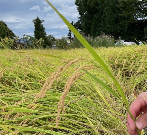 信州の恵み、松本市産のコシヒカリ