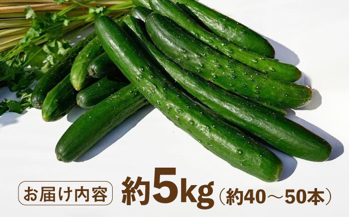 朝採り新鮮きゅうり 約5kg（約40～50本）/株式会社 y's company（utsu和ya） [UDX002]