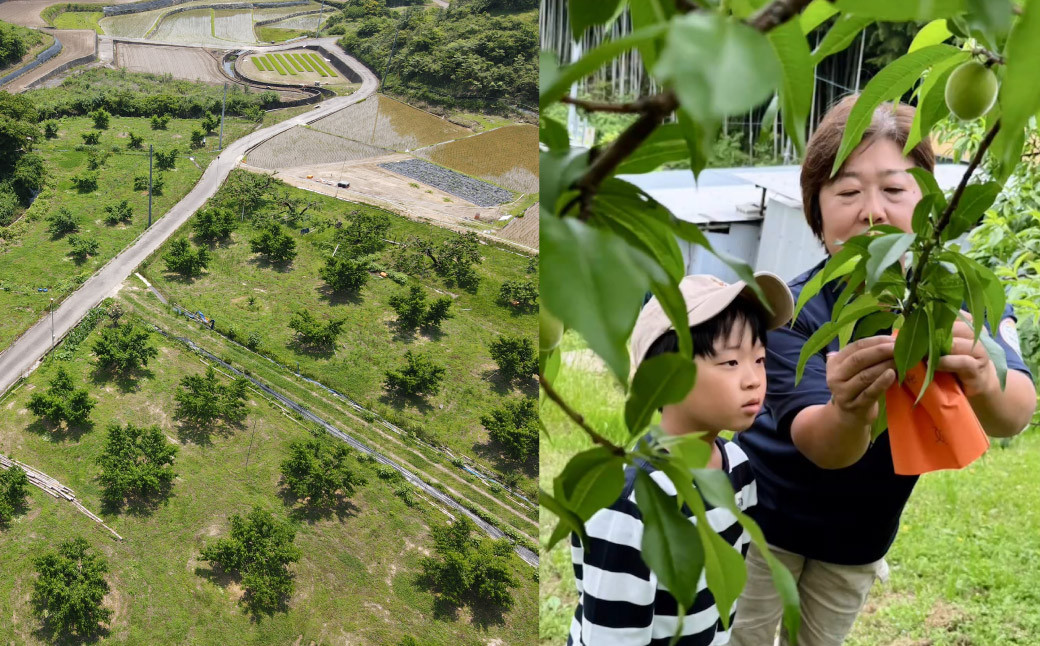 【超希少！】千年蟠桃 3玉