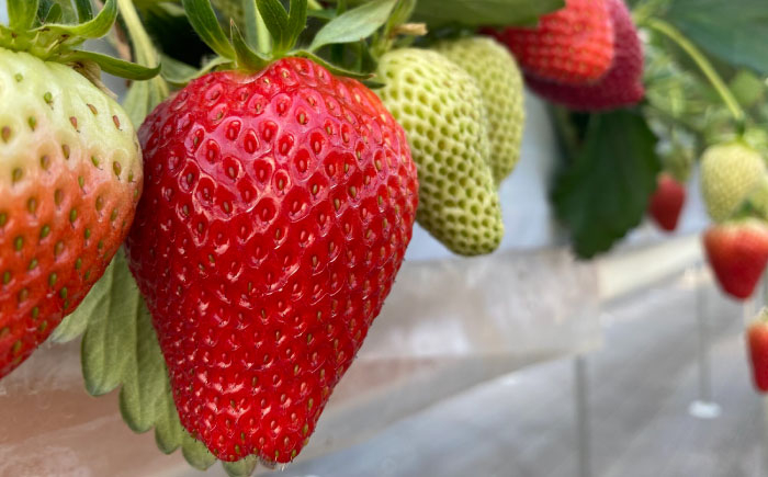 いちご イチゴ 苺 ストロベリー 果物 果実 フルーツ くだもの 岐阜県産 国産