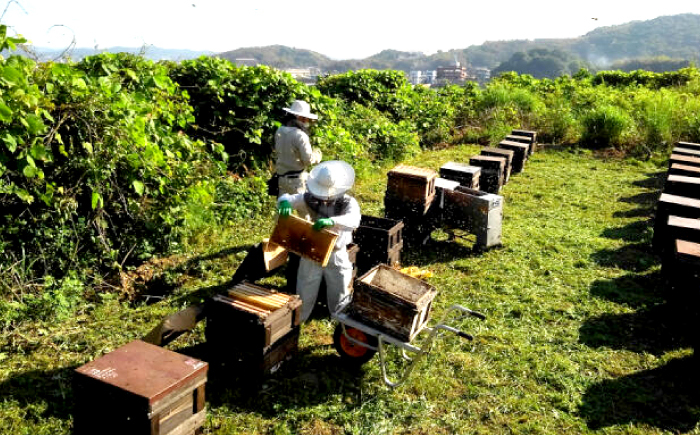 はちみつ 蜂蜜 ハチミツ ハニー honey 大容量 純粋 非加熱 国産 お取り寄せ グルメ 贈答 ギフト プレゼント