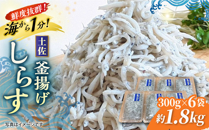 シラス 新鮮  国産 魚 海鮮 簡単調理 時短 高知 しらす