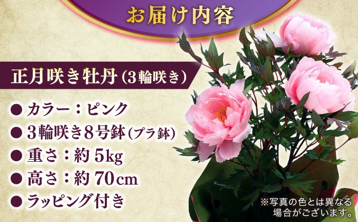 ボタン ぼたん 牡丹 鉢植え ガーデニング 初心者 島根 松江 おすすめ 人気