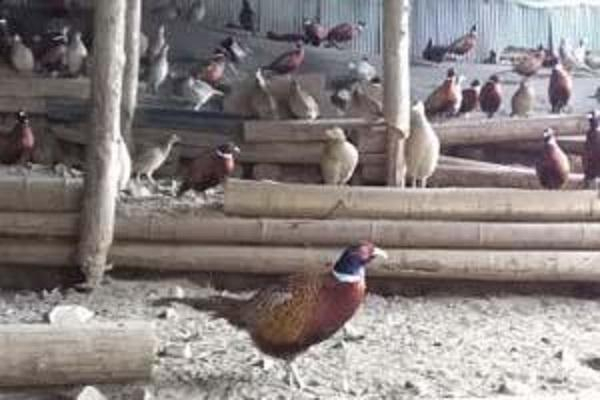 キジ肉 約1kgセット (手切りスライス肉約700g、ガラ約300g) 冷凍 梼原町 ジビエ きじがら 雉汁