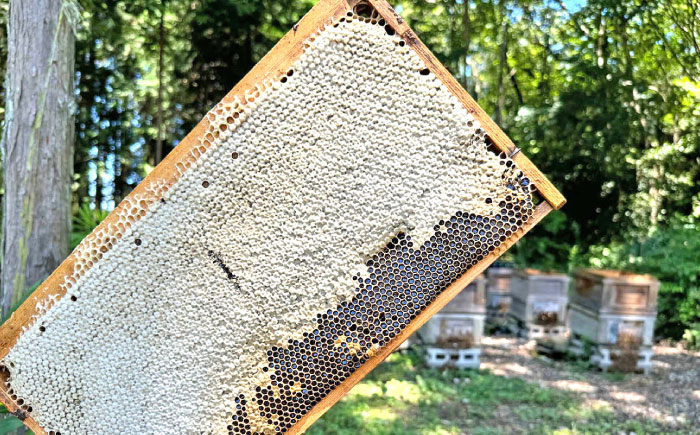 はちみつ 蜜蝋 セット 百花蜂蜜 国産 蜂蜜 ハチミツ ハンドメイド 産地直送 贈答 ギフト おすすめ 人気 岐阜県 恵那市