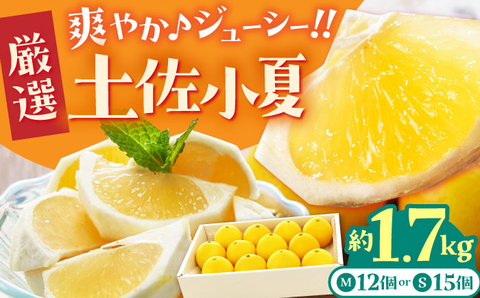 小夏 土佐小夏 柑橘 果物 フルーツ デザート ビタミン 季節限定 期間限定 旬 初夏 高知 高知県 土佐