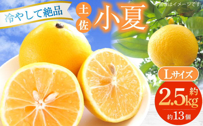 【先行予約】土佐小夏約2.5kg 13個前後 Lサイズ さわやかな甘さが絶品 ヒュウガナツ ニューサマーオレンジ フルーツ