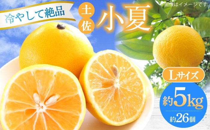 【先行予約】土佐小夏 Lサイズ 約5kg 26個前後 日向夏 みかん ニューサマーオレンジ 柑橘 フルーツ