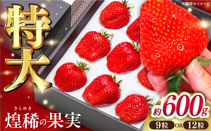 いちご 苺 イチゴ 果物 フルーツ 希少 大粒 高級