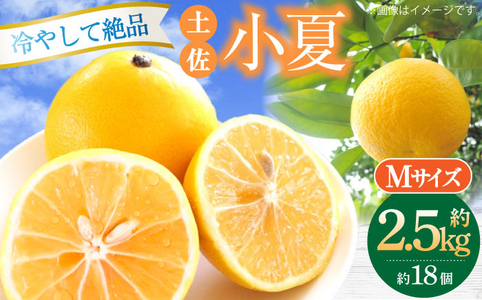 【先行予約】土佐小夏 約2.5kg 18個前後 Mサイズ さわやかな甘さが絶品 ヒュウガナツ ニューサマーオレンジ