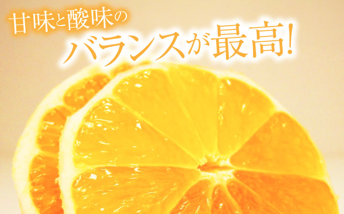 【先行予約】土佐小夏約2.5kg 13個前後 Lサイズ さわやかな甘さが絶品 ヒュウガナツ ニューサマーオレンジ フルーツ