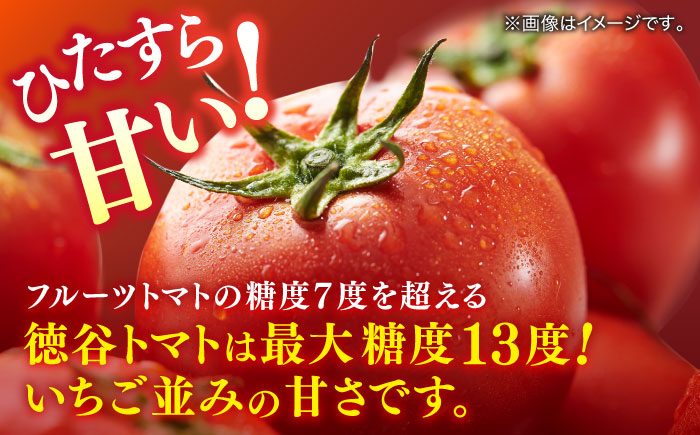 トマト とまと フルーツ 野菜 果物 季節もの 希少 高糖度 甘い 特選 徳谷トマト