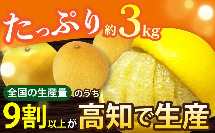 【先行予約】南国高知温室土佐文旦 約3kg 5玉 文旦 ぶんたん フルーツ 果物 3キロ 高知県