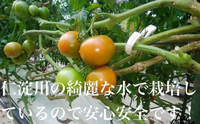 【先行予約】高知県高知市産 贅沢フルーツトマト 約2kg 〈2025年2月～発送〉【片山農園】 [ATCI001]