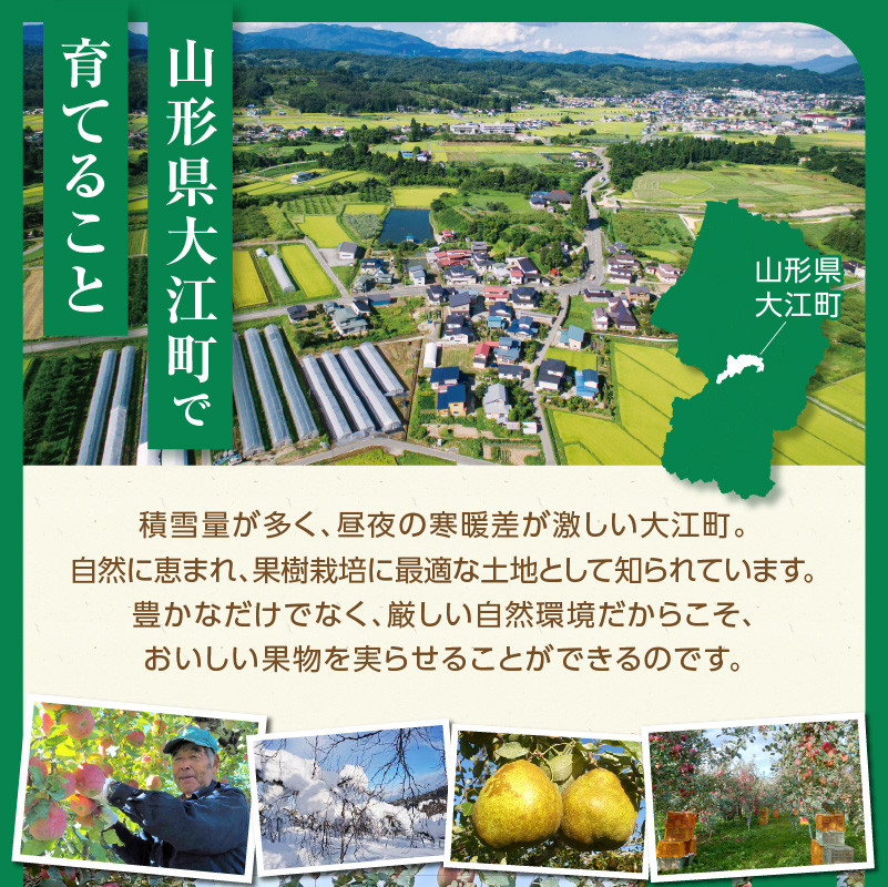 《先行受付》特別栽培 贈答規格サンふじ約5kg 【2026年12月中旬頃～発送予定】