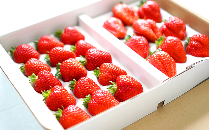 いちご 苺 イチゴ 果物 フルーツ くだもの 先行受付 冷蔵 スイーツ 贈答