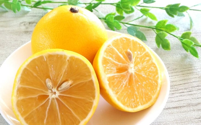 【先行予約】土佐小夏 Mサイズ 約5kg 36個前後 日向夏 みかん ニューサマーオレンジ 柑橘 フルーツ