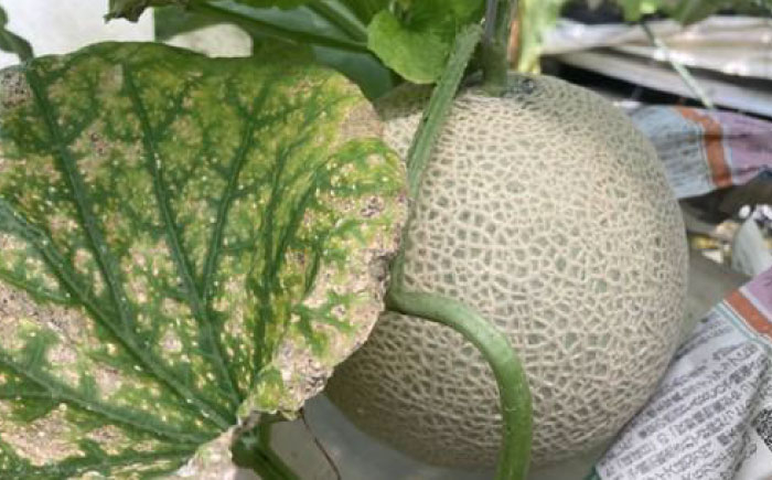 【先行予約】高知市 春野町産 マスクメロン 2玉 (約2.8kg~約3.4kg 箱重量込み) 