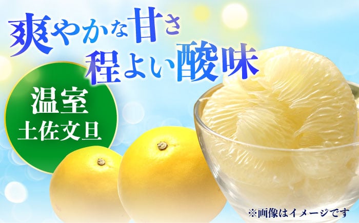 【先行予約】南国高知温室土佐文旦 約3kg 5玉 文旦 ぶんたん フルーツ 果物 3キロ 高知県