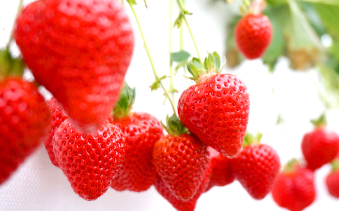 いちご 苺 イチゴ 果物 フルーツ くだもの 先行受付 冷蔵 スイーツ 贈答