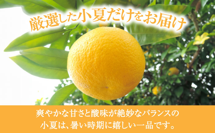 【先行予約】土佐小夏 約2.5kg 18個前後 Mサイズ さわやかな甘さが絶品 ヒュウガナツ ニューサマーオレンジ
