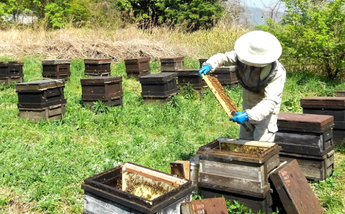 はちみつ 蜂蜜 ハチミツ ハニー honey 2本 セット やまなみ 純粋 非加熱 国産 お取り寄せ グルメ 贈答 ギフト 
