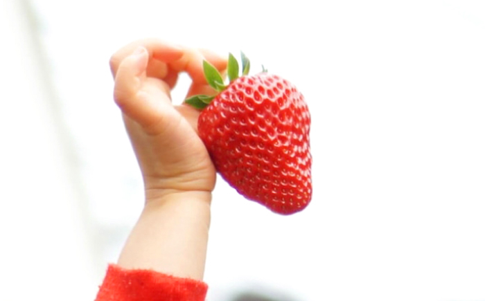 いちご 苺 イチゴ 果物 フルーツ くだもの 先行受付 冷蔵 スイーツ 贈答