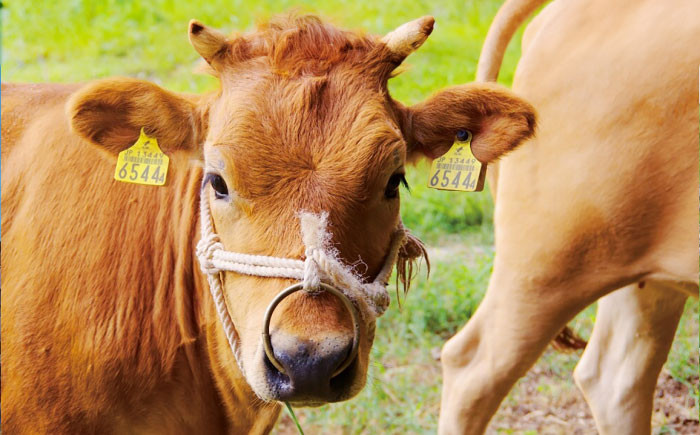 土佐黒牛　モモ・バラ焼肉セット　各約200g×1【高知県食肉センター株式会社】 [ATFC006]