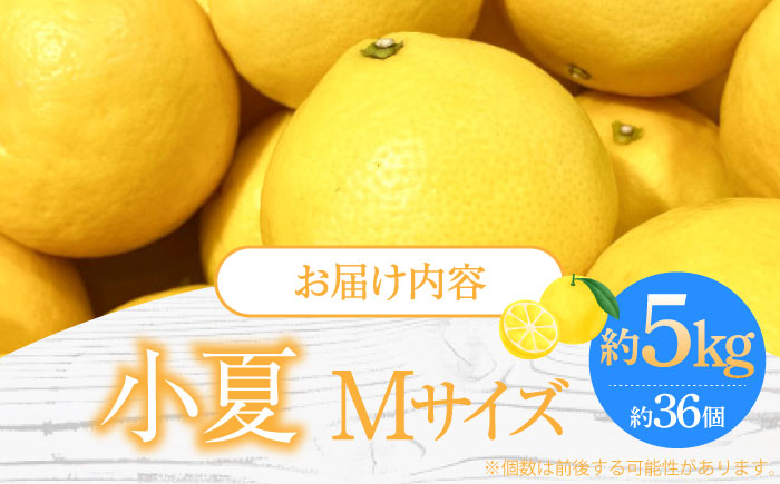 【先行予約】土佐小夏 Mサイズ 約5kg 36個前後 日向夏 みかん ニューサマーオレンジ 柑橘 フルーツ