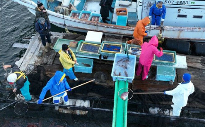 土佐黒潮真鯛ロイン（皮なし）2枚（約500～700g）【株式会社　羽根】 [ATCK015]