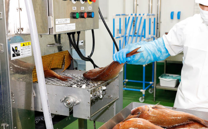 土佐黒潮真鯛・フィレ（皮なし）2枚（約600～800g）【株式会社　羽根】 [ATCK013]