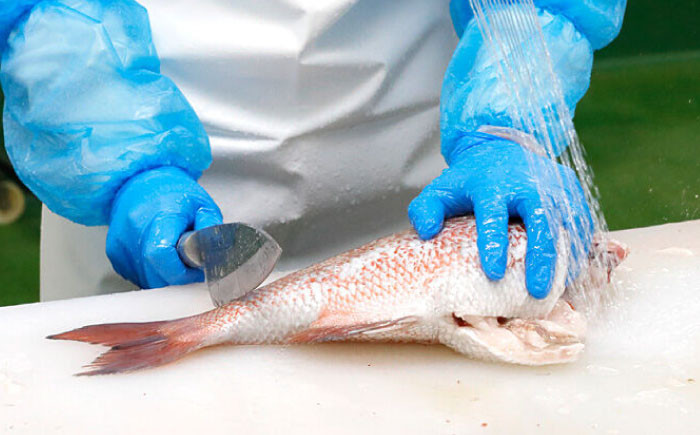 土佐黒潮真鯛の柚子〆　2枚（約500～700g）【株式会社　羽根】 [ATCK016]