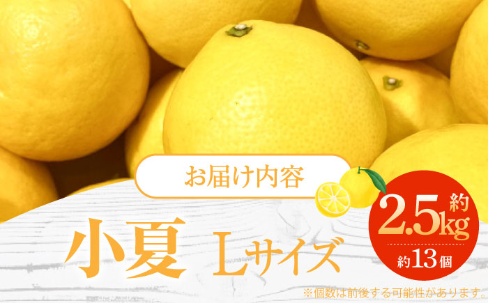 【先行予約】土佐小夏約2.5kg 13個前後 Lサイズ さわやかな甘さが絶品 ヒュウガナツ ニューサマーオレンジ フルーツ