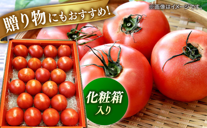 トマト とまと フルーツ 野菜 果物 季節もの 希少 高糖度 甘い 特選 徳谷トマト