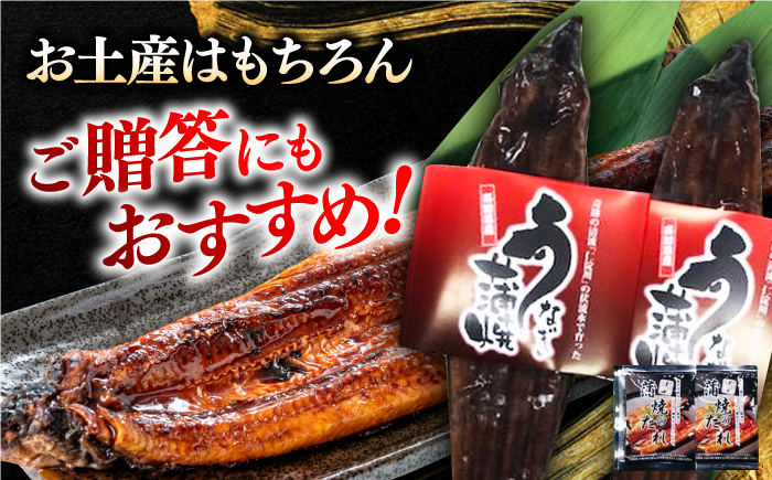 うなぎ 鰻 ウナギ 冷凍 鰻の蒲焼 うなぎ蒲焼き うな重 うな丼 ひつまぶし 国産 高知 高知県産 お取り寄せ 土用の丑の日